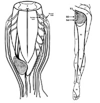 bladder and bowel