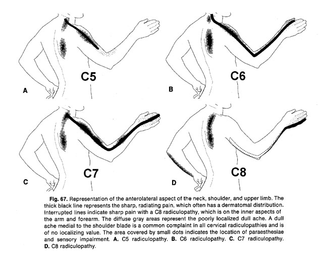 c8 vertebrae