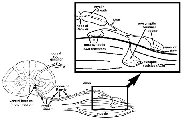 Neuromuscular Junction Flow Chart