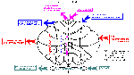Cerebellum Review Diagram