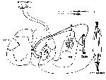 Muscle Spindles - Cortical Input to Gamma Efferents