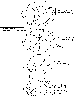 Anterolateral System