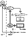 Wire Diagram - Voluntary Control of Muscles