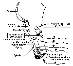 Accessory Cuneate Nucleus