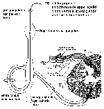 Sympathetic Pathways