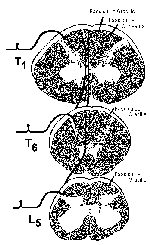 Dorsal Columns - Pathway Diagram