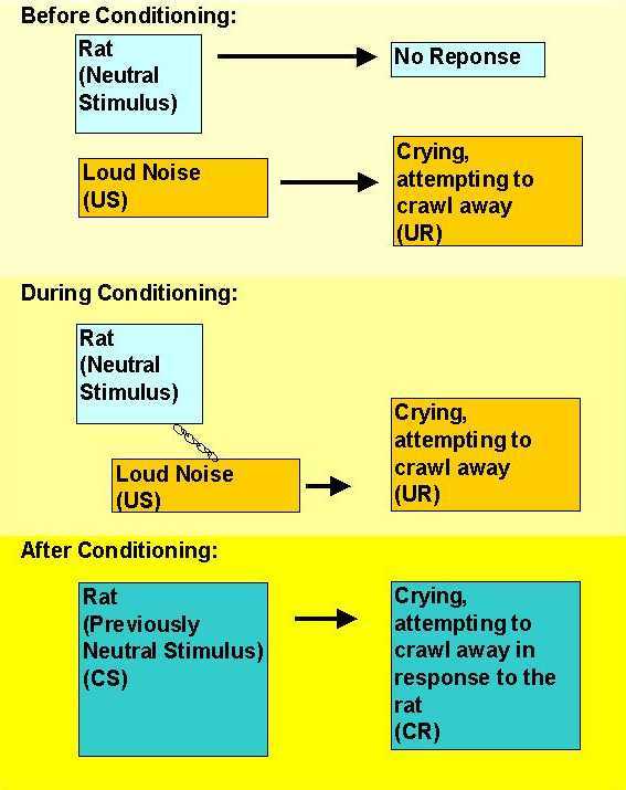 what was the unconditioned stimulus in the little albert study